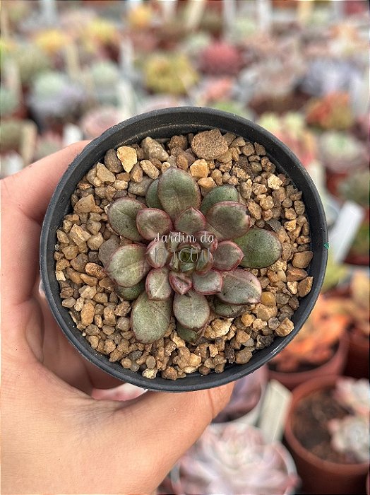 Graptoveria amethorum variegata