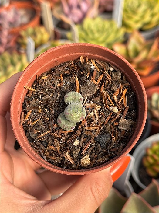 Conophytum meyere 01