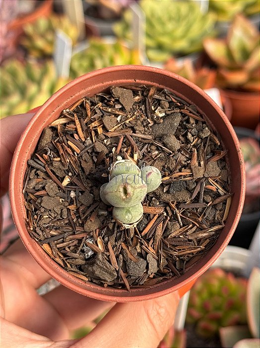 Conophytum meyere 02