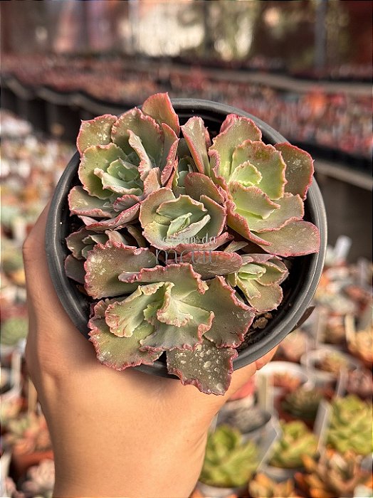 Echeveria chantilly dragon finn reversa (colônia)
