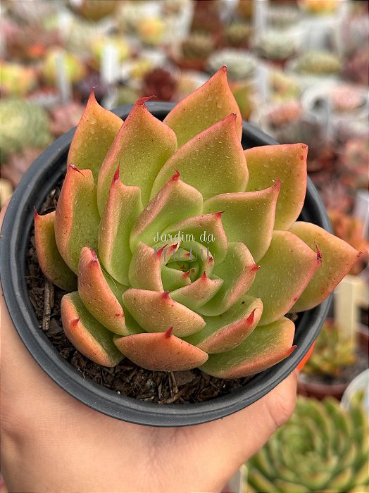 Echeveria evelyn