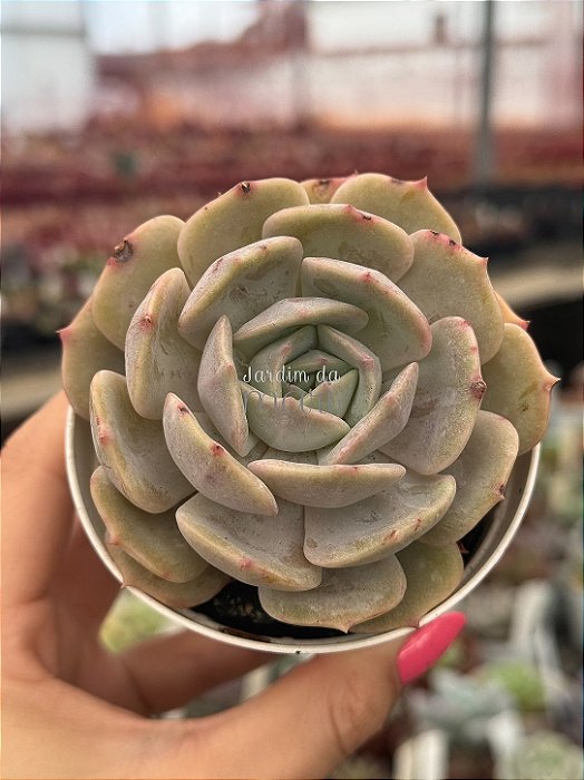 Echeveria pink flamingo
