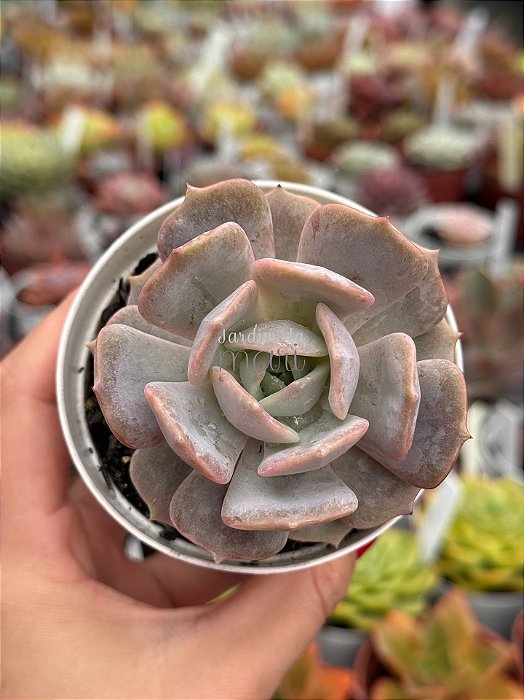 Echeveria pink flamingo