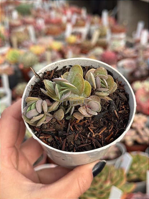 Kalanchoe rotundifolia