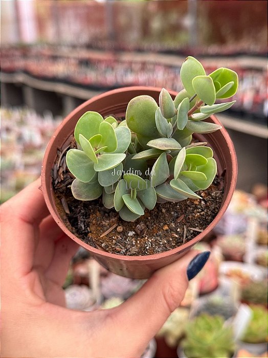 Kalanchoe rotundifolia