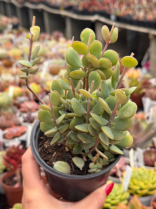 Kalanchoe rotundifolia