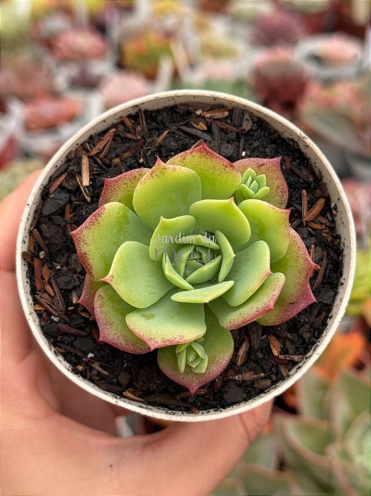 Graptoveria jadeíta