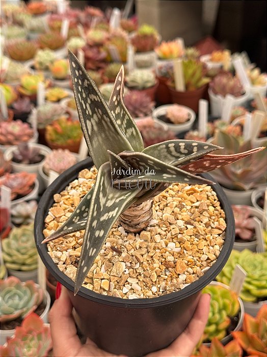 Aloe variegata