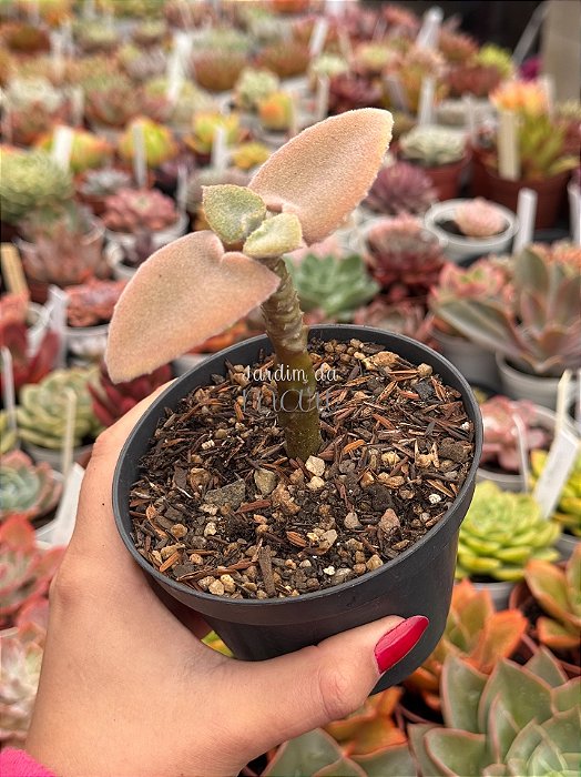Kalanchoe beharensis