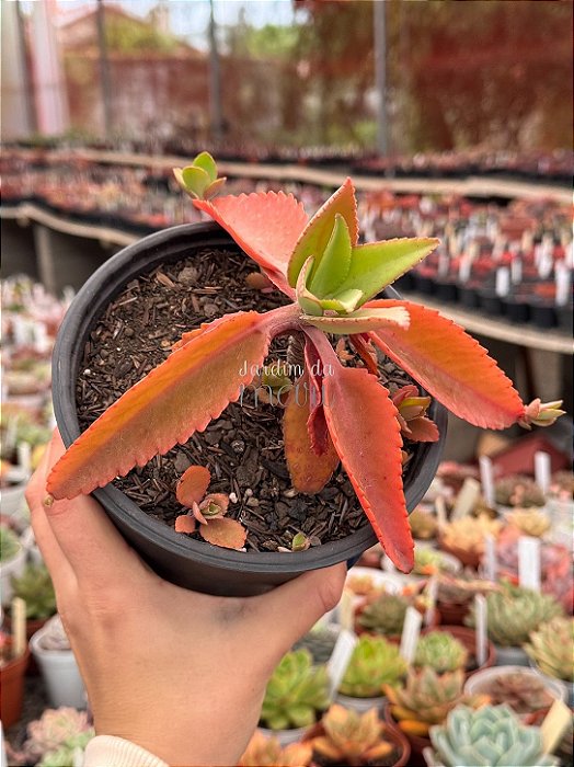 Kalanchoe suarenzis