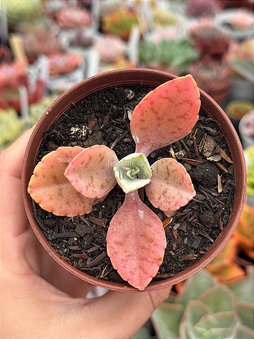 Kalanchoe orelha de burro
