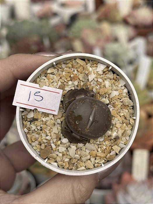 Lithops 15