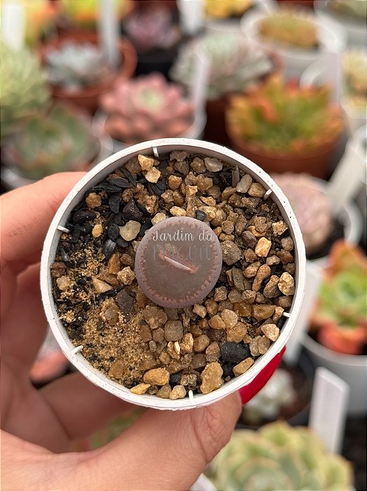 Lithops