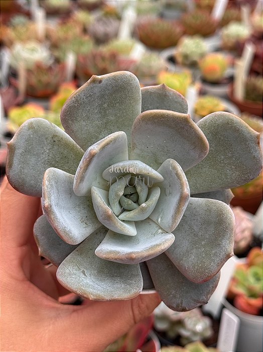 Echeveria moondust