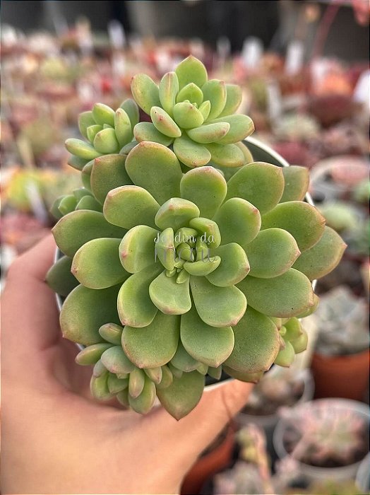 Echeveria ‘caramelo’ (NOVIDADE)