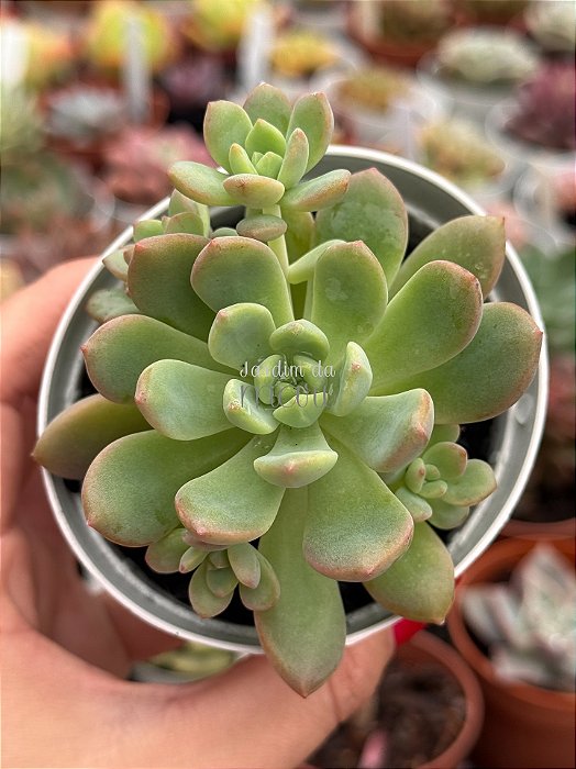 Echeveria ‘caramelo’ (NOVIDADE)
