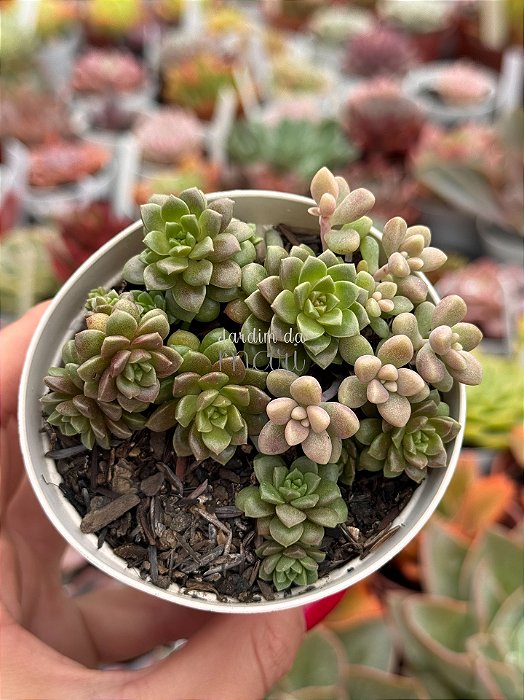 Cremnosedum little gem x mirinae