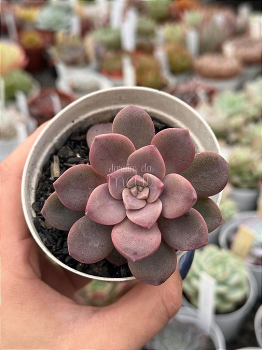 Echeveria purple pink