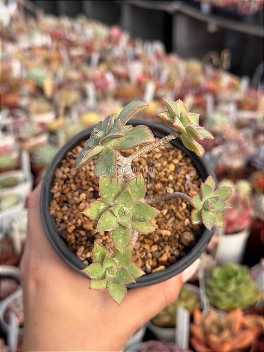 Aeonium híbrido colônia