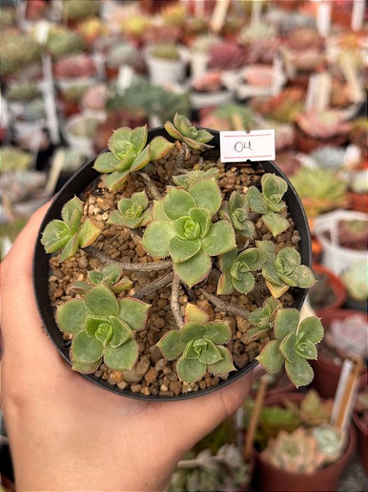 Aeonium híbrido colônia