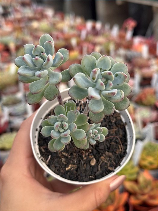 Sedum comixtum
