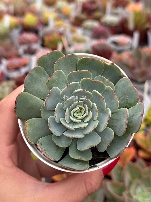 Echeveria el encino