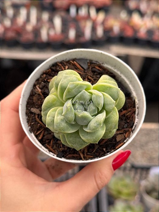 Graptoveria lovely rose ‘Bumps’