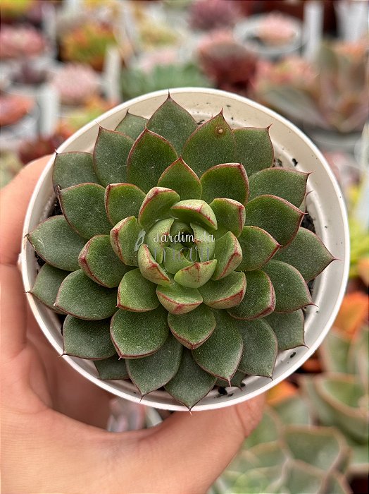 Echeveria green flame