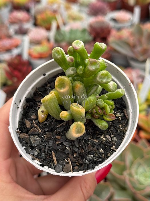 Crassula Ovata gollum variegata