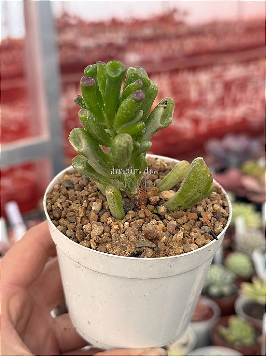 Crassula ovata gollum variegata