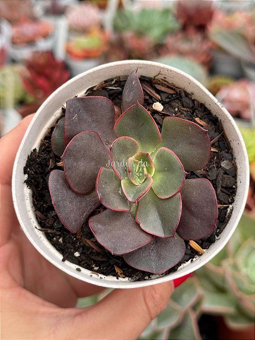 Echeveria parvati