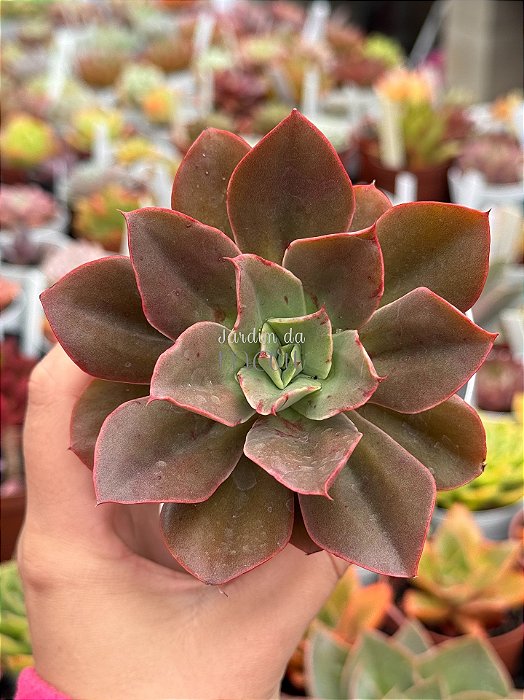 Echeveria firework