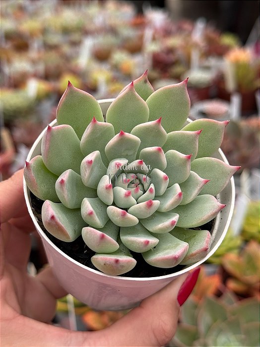 Echeveria chihuahuensis yecora