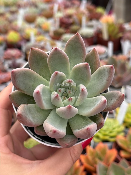Echeveria pena