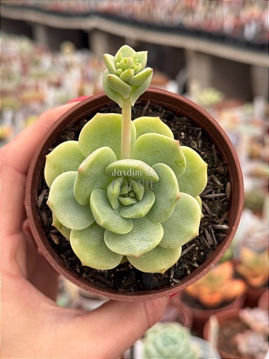 Echeveria pudgy