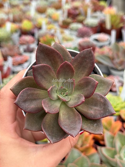 Echeveria moranii x xichuensis