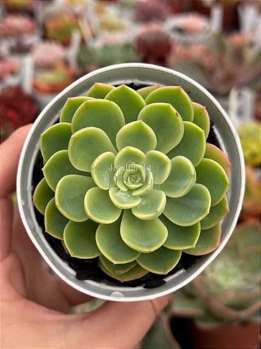 Echeveria hami melon