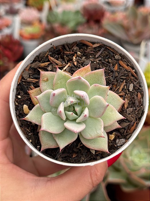 Echeveria larega