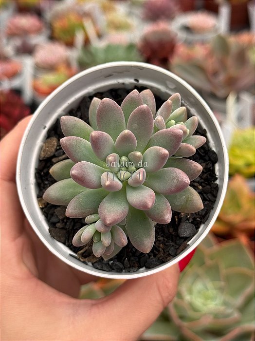 Pachyphytum stelar dew (NOVIDADE)
