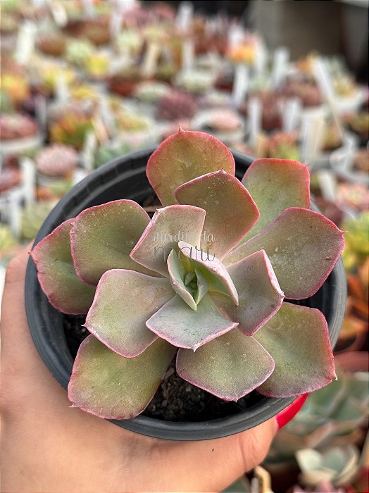 Echeveria chantilly variedade