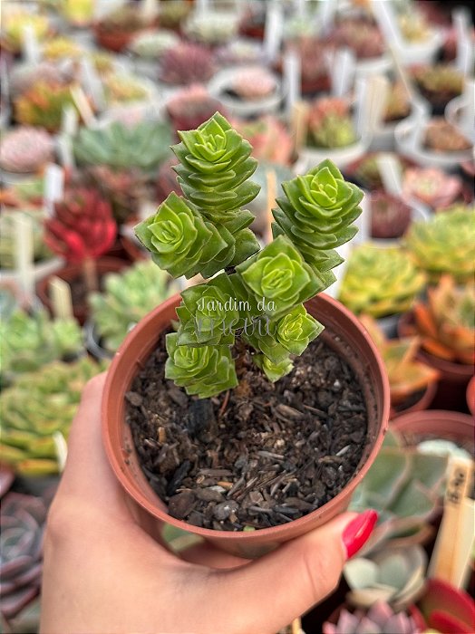 Crassula green pagoda