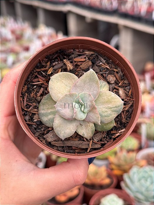 Echeveria suloa variegata