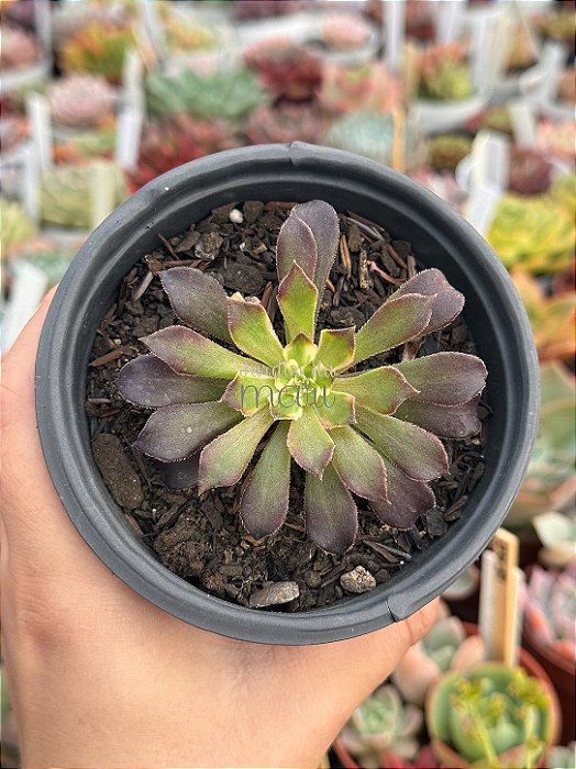 Aeonium snow girl