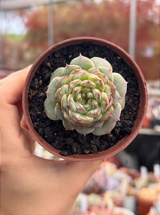 Echeveria red velvet