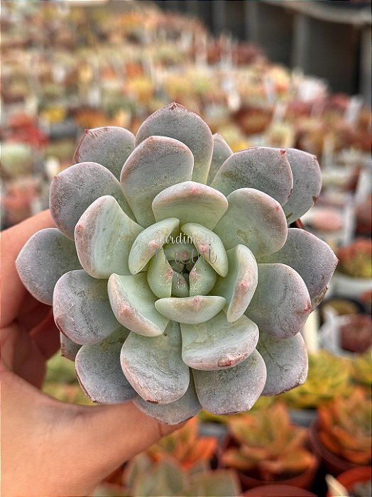 Echeveria monroe