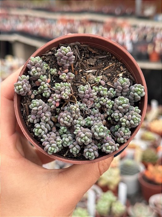 Sedum lilac moud