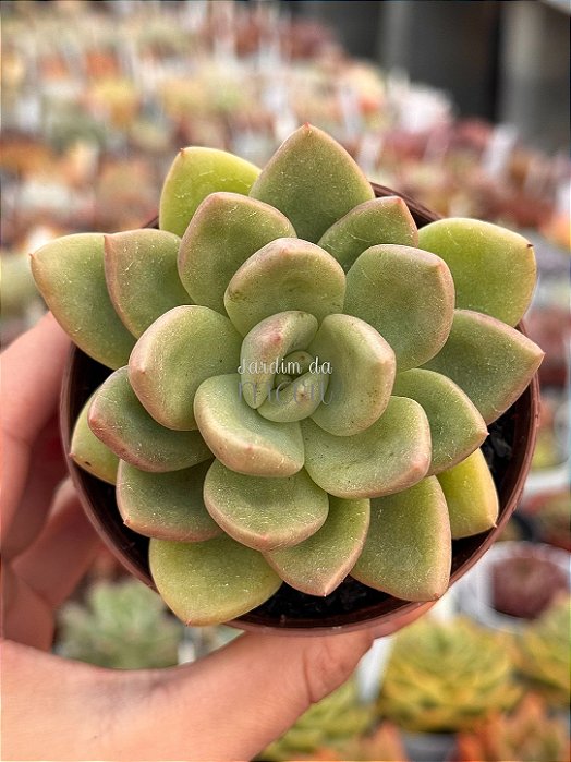 Echeveria avocado cream