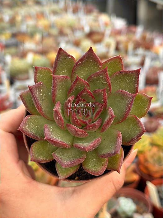 Echeveria red ebony