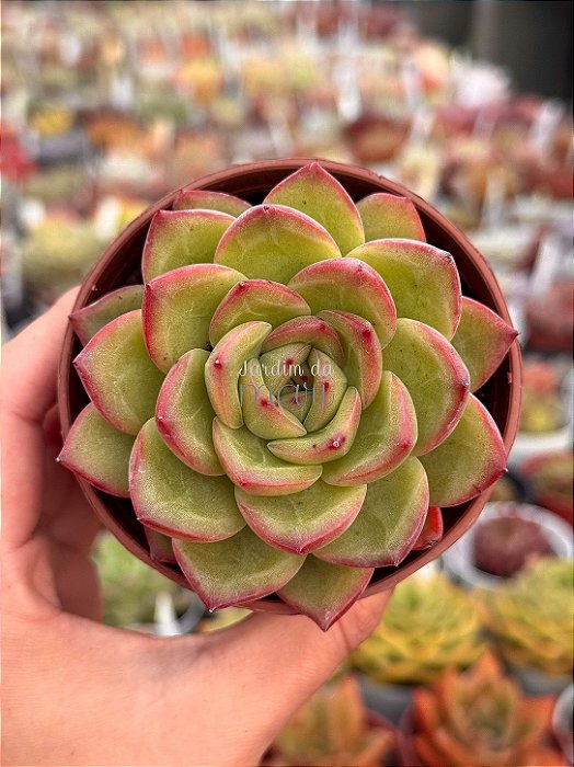 Echeveria pink champagne