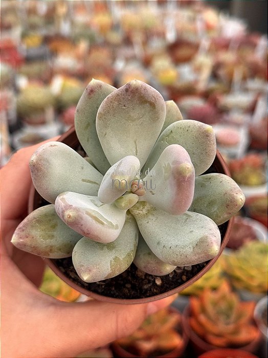 Pachyphytum glutinicaule